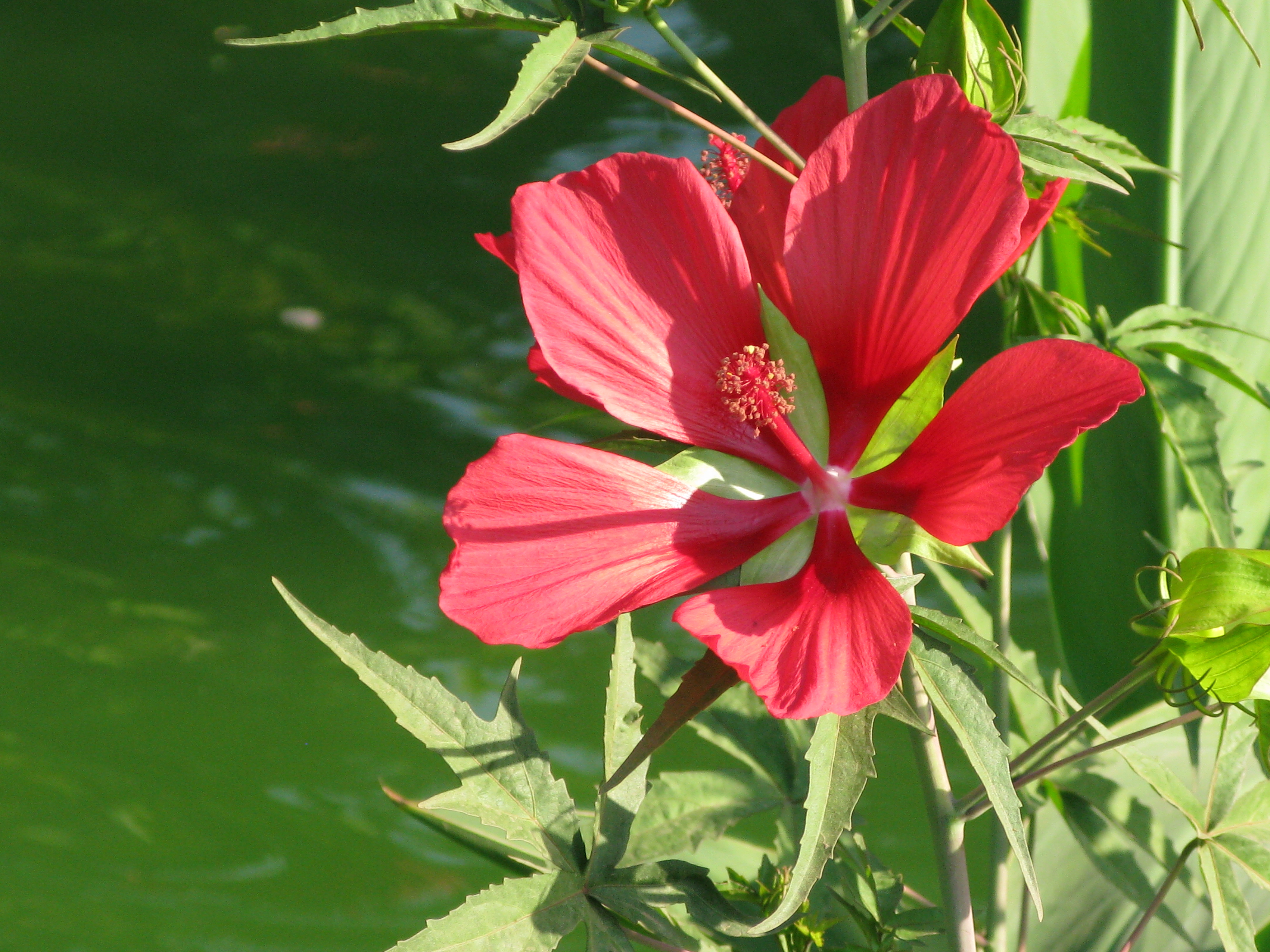 Hibiscus coccineus